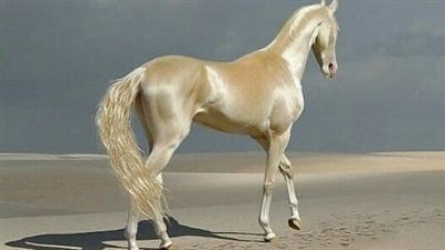 The Timeless Allure of the Golden Horse: A Glimpse into the Majesty of the Palomino  ‎