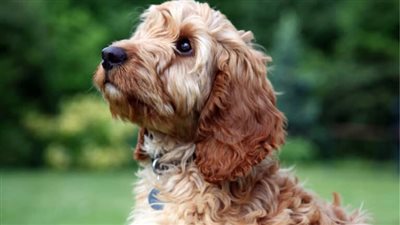 Cockapoo Grooming Guide: 4 Tips for a Healthy and Beautiful Coat