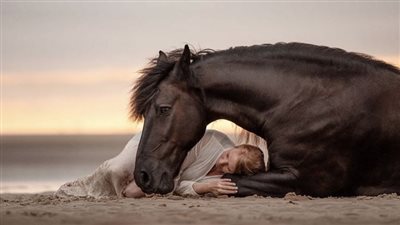 The Enchanting Beauty of Miniature Horses: A Glimpse into the Delicate Elegance  ‎