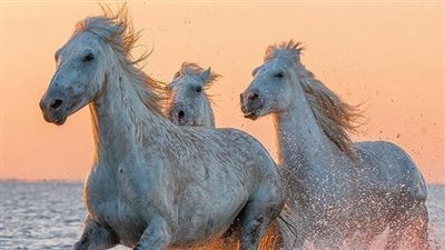 How Much Does a Horse Cost?