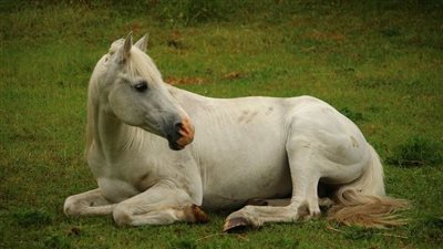 Assessing worm burdens with diagnostics