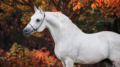 Have Horse Will Travel