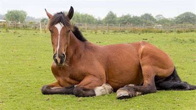5 Top Tips for Looking After your Horse Tack