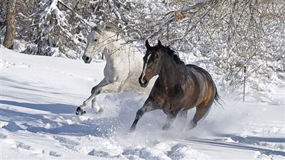 Winter’s Majesty: A Day with Clydesdales in the Snow