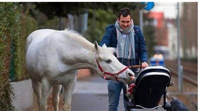 Every Day, a Lone Mare Walks by Herself While Wearing a Note Around Her Neck