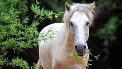 Plants Toxic to Horses
