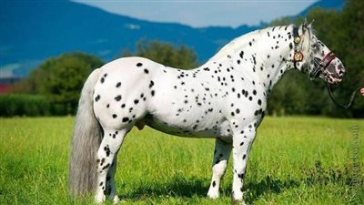 Tiger Horse: Breed Profile