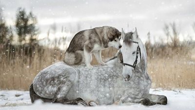 Snowy Harmony: Gray Horse and Alaskan Dog Forge Instant Bond, Steal the Spotlight in Incredible Photoshoot