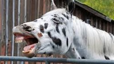 Telltale Signs of Stress in Horses
