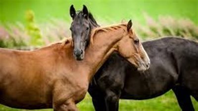 What Is a Sound Horse?