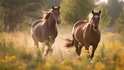 Why Does My Horse Stumble?