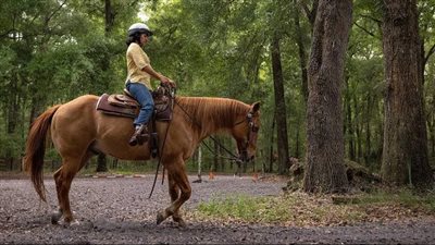 Why Does My Horse Stumble?