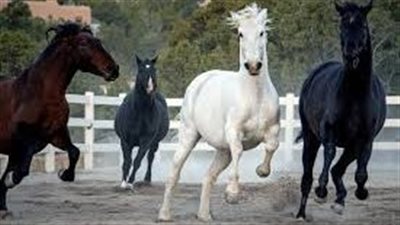 Leg Injuries in Horses 