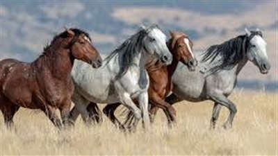 Papillomas in Horses