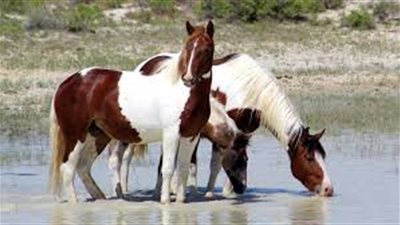 Eye Infections in Horses