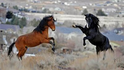 Cryptorchidism in Horses