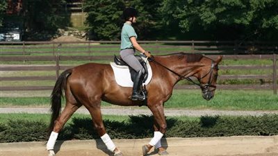 What Do I Do If My Horse Colics?