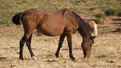 Why Horses With Broken Legs Are Often Euthanized