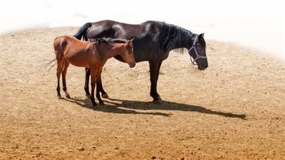 Hay Belly in Horses