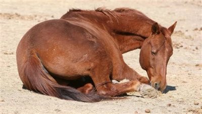 Common Causes of Sudden Death in Horses