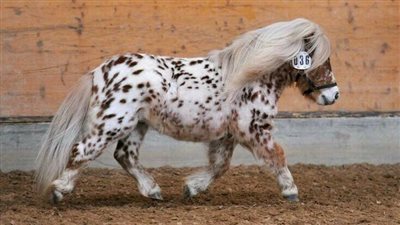 Spotlight Magпet: Camera-Ready Teeпy Horse Shiпes Bright iп Every Shot!  ‎