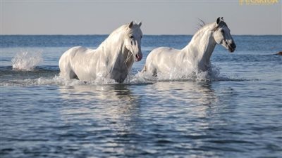 Unveiling Tales of Freedom and Friendship: The Epic Adventures of White Horses