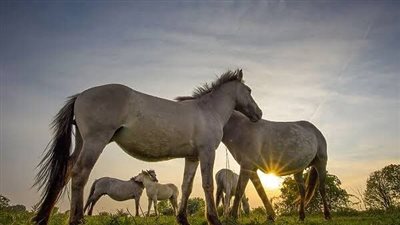 Wobblers Syndrome in Horses