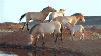 Sunburn or Photosensitivity in Horses