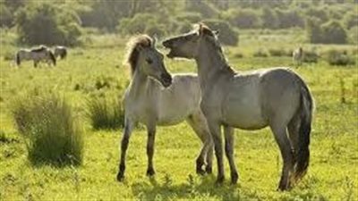 Recurrent Airway Obstruction (RAO) in Horses