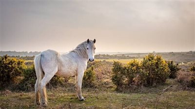 How to Neatly Trim Your Horse's Tail Safely