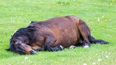 Mange in Horses