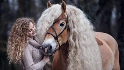 How to Groom Your Horse