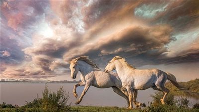 Nurturing Nature: Understanding the Unbreakable Maternal Bond of Horses 