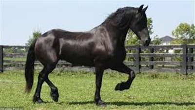 How Often Should Your Horse Be Re-Shod?