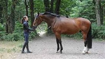 Tips for Hoof Cracks and Chips
