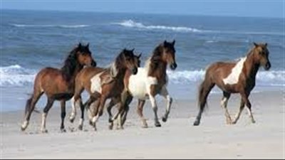 Cleaning Your Horse's Hooves
