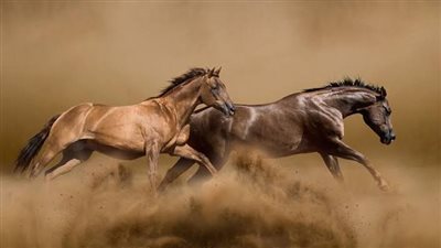 How to Deal With the Horse Pasture Bully