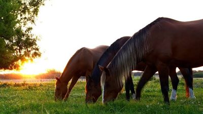 What Do Horses Eat?