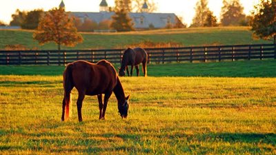 10 Common Horse Feeding Mistakes