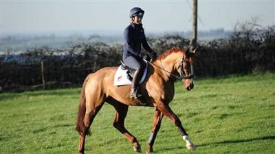 How Much Does a Horse Cost?