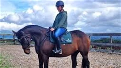 Should a Beginner Rider Buy a Stallion, Gelding or Mare?