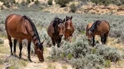 Horse Feeding Guides: Diet and Nutrition Tips