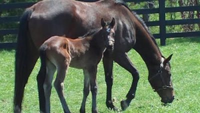How to Choose Healthy Horse Treats