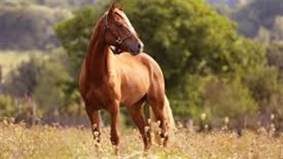 Safe Treats For Your Horse