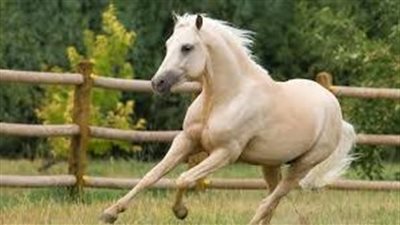 How to Lunge Train Your Horse