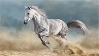 Preventing Horse Spooking