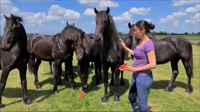 Feeding Watermelon to Your Horse