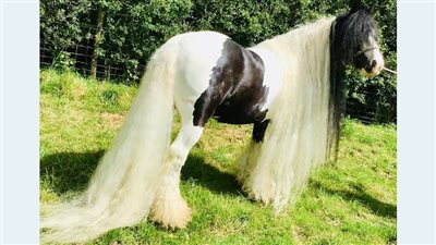 Meet the Cob Horse