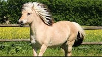 Fjord Horse: Breed Profile