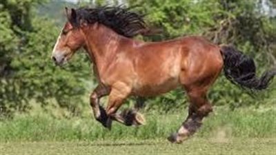 Breton Horse: Breed Profile